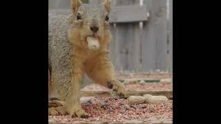 Squirrel Shows The Camera Its Peanut