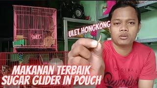 makanan sugar glider IP (IN POUCH)