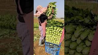Pro Vegetable Harvesting and Packaging Skills #farmingskills @HappyFarm85
