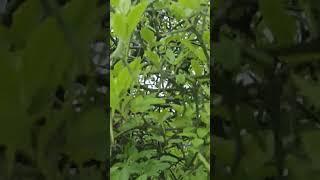 이사가던날 뒷집아이 돌이가 흔들었던?탱자나무? !그래도 탱자 열매는 달리네요.약용으로 멧돼지퇴치용으로 좋다네요.한옥까페희원