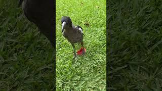 Playing with the one eyed young magpie #magpie #cutebirds #australia  #australianbird  #birds