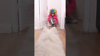 Nico: I won this game!#nico #smartnico #funny #fyp