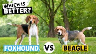 Beagle vs. Foxhound: Which is Better?