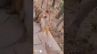 Short Dance of monkey - Bandar             #shorts #monkey