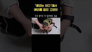 표정만 봐도 알 수 있는 고양이 성격