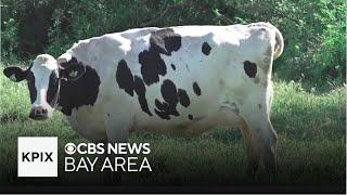 Controversial measure would shut down some Sonoma County farms