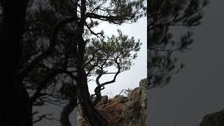  귀여운 소나무