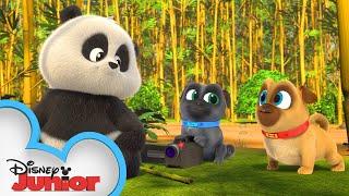 Bingo and Rolly Meet a Panda   | Puppy Dog Pals | Disney Junior