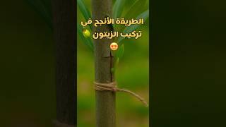 اذا عندك شجرة زيتون غير مثمره او ثمارها صغيرة الحل🫒 #shorts #زراعة  #agriculture #اكسبلور  #garden
