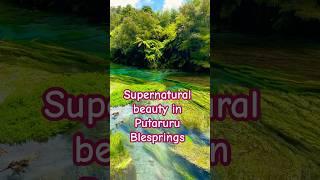 Amazing Supernatural Beauty in Putaruru Blespring || Te Waihou Walkway in Putaruru #bluesprings