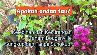 Tanam Stek Bougenville Tanpa Sungkup