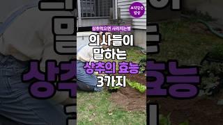 의사들이 말하는 상추의 효능/상추먹으면 사라지는 병 #상추효능 #60대건강 #중장년건강