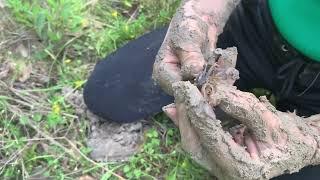 Virtual field trip: crayfish | Bogue Chitto burrow dig part 2