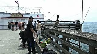 fishing balboa pier