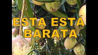 Mira Una Finquita Barata Full de Frutas  Con Un Arroyo en Venta 20241304