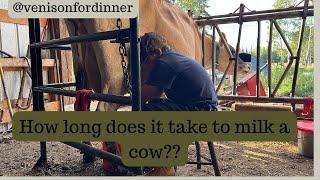 How long does it take to milk a cow?