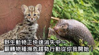 野生動物正快速消失中〜翻轉物種瀕危趨勢行動從你我開始！