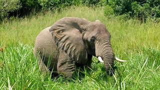 Uganda