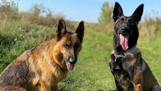 Malinois vs German Shepherd Round 1 Habanera HD