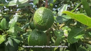 Impact: Tools for Avocado Producers in Colombia