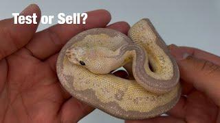 Mystery Snakes: The dilemma of testing or selling your ball python offspring