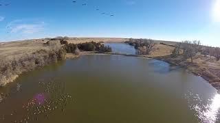 Goose Migration 2017