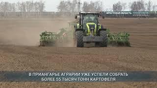 В 17 районах Приангарья убирают картофель