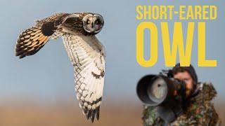 How I Captured STUNNING Short-Eared Owl Shots (Step-by-Step Technique)