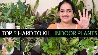 Top 5 Hard to Kill Indoor Plants | Tough Plants | Gardening for Beginners