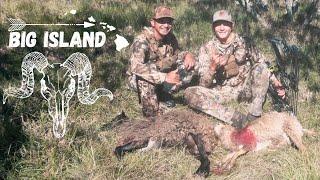 Shots on Sheep | Big Island Bow-hunt