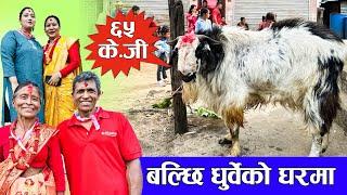 बल्छिको घरमा ६० के जी को खसी