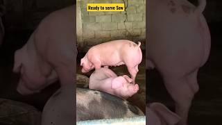 BEST PIG BREEDING AND MATING TIPS #pigs #swine #breed #breeder #mating #farrowing #piglets #sow#boar