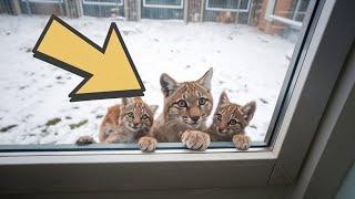 Freezing Bobcat With Two Cubs Begs to Be Let Into The House-Man is Shocked When This Happens!