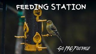 Backyard Wildlife Footage - Hanging out at the feeders | Go Pro Session 4 | Shot at Home