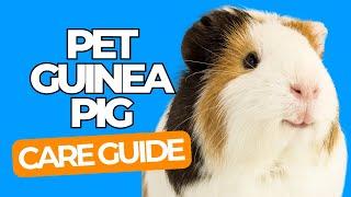 PET GUINEA PIG CARE 101 - Pet Guinea Pig Guide for Beginners