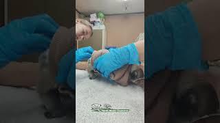 Electrocuted monkey fights for her life
