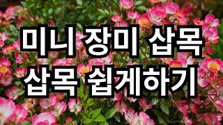 미니 장미 삽목 삽목쉽게하기