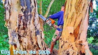 Cưa cây Tràm da khổng lồ hai nhánh / Sawing a giant Melaleuca tree with two branches | T767