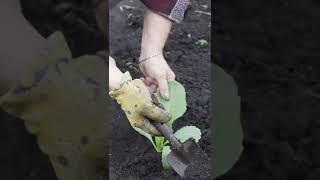 Сажаю капусту только так каждый год  Супер урожай капусты