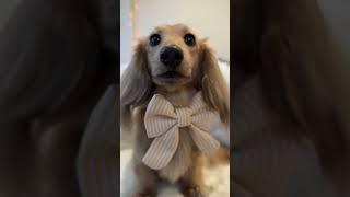 Dog Bows - Sailor Bow, Bow Tie for Dogs #dog #dogbows #puppy