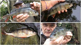  Perch fishing on the last day of October