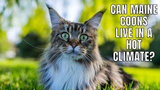 Can Maine Coons Live in a Hot Climate? #MaineCoon Monday 4