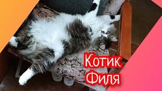 Котик Филя 