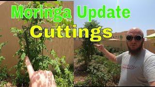 Sharing Method Of Moringa Oleifera Cuttings and How it Grows Fast ~ Bee13Bux