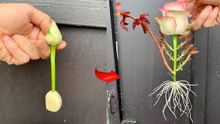 How to Propagate Rose Buds from 1 Clove of Garlic/ Roots Grow Like Crazy