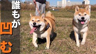 １年半ぶりに「絶望」を 思い出させてくれた柴犬、何も知らぬ１歳児