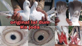 #SA_Pigons_Gondal #highflyingpigeons Kabutar ka joda (Original ) SA Pigeons Gondal