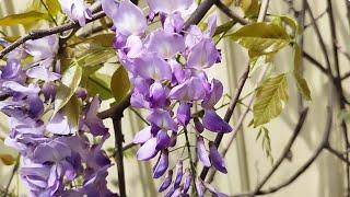 植物小知識55~紫藤（Wisteria sinensis）