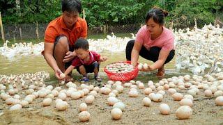 Harvest giant duck eggs goes to market sell | cooking - Chúc Tòn Bình