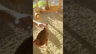 Raising Broiler Chickens Made Easy!  #BackyardFarming